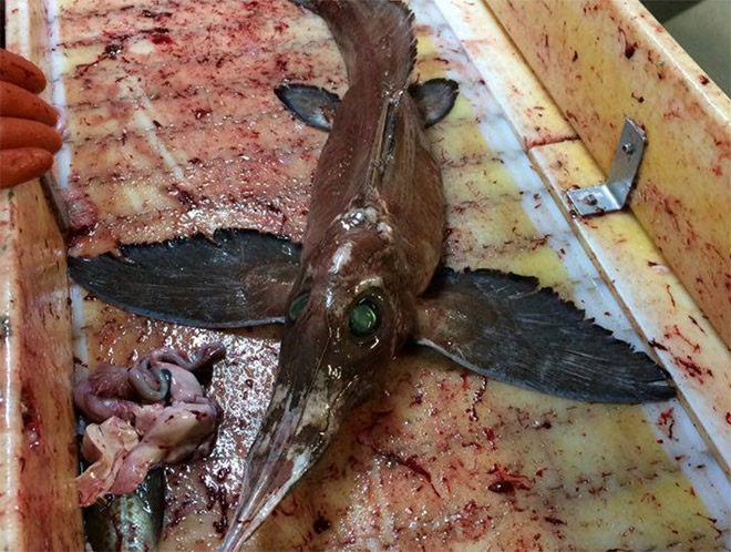 Страшная рыба-черт - фото