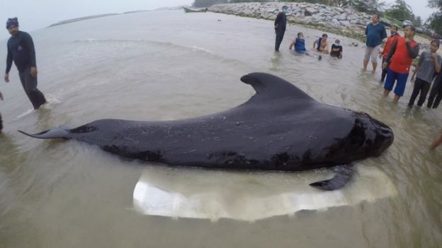 GISMETEO: В Таиланде погиб черный дельфин, проглотивший 80 пластиковых  пакетов - Происшествия | Новости погоды.