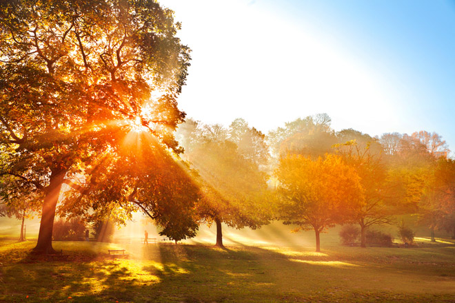 The Bright Sun Beautifully Shining Through The Gold Leaves Of Beech Trees In A F