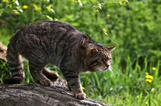 Znalezione obrazy dla zapytania felis silvestris silvestris Gatos, Fotografía de