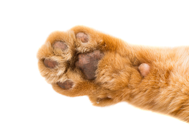 Why do cats knead with their paws?