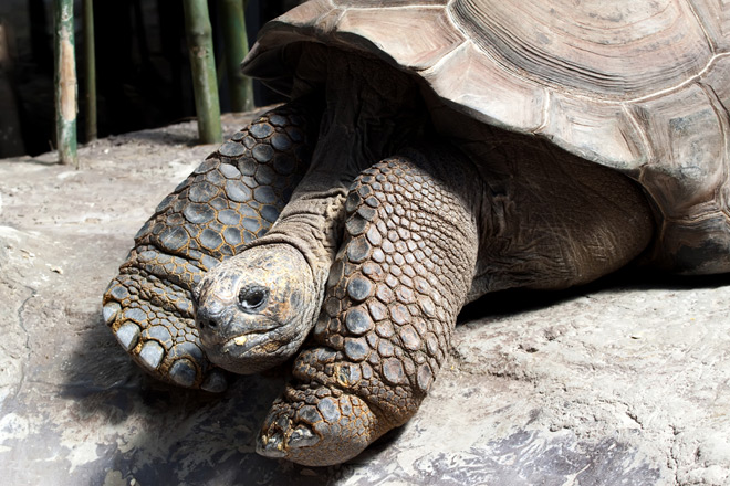 GISMETEO: На Мадагаскар завезут новые виды черепах - События | Новости  погоды.