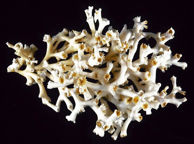 Скелет коралла. Скелет мадрепорового коралла. Известковые скелеты мадрепоровых кораллов. Известковый скелет коралловых полипов. Коралл трахифилия скелет.