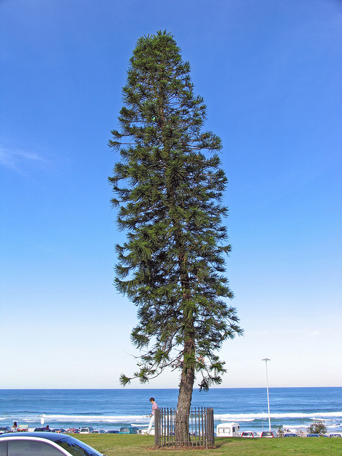 Araucaria columnaris, Cook Pine