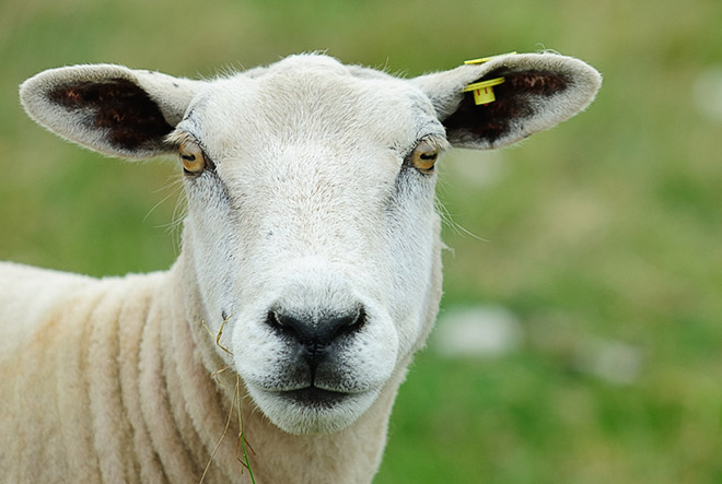 Глаза овцы могут сказать о том, в каком состоянии находится животное в данный момент