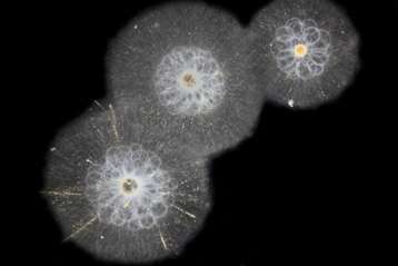 GISMETEO: Гигантский планктон получил заслуженное внимание ученых - События  | Новости погоды.