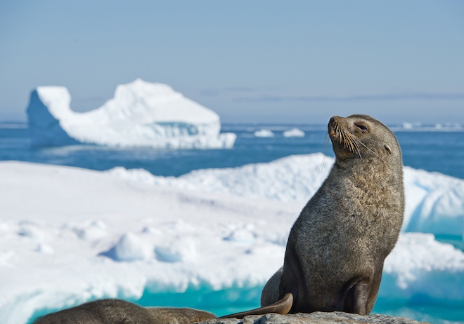 GISMETEO: Кергеленске морские котики помогут спрогнозировать таяние  ледников - Климат | Новости погоды.