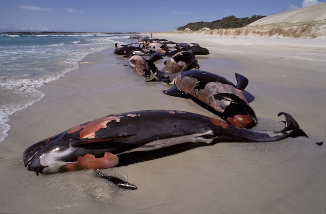 В Австралии погибли более 50 китов, выбросившихся на пляж