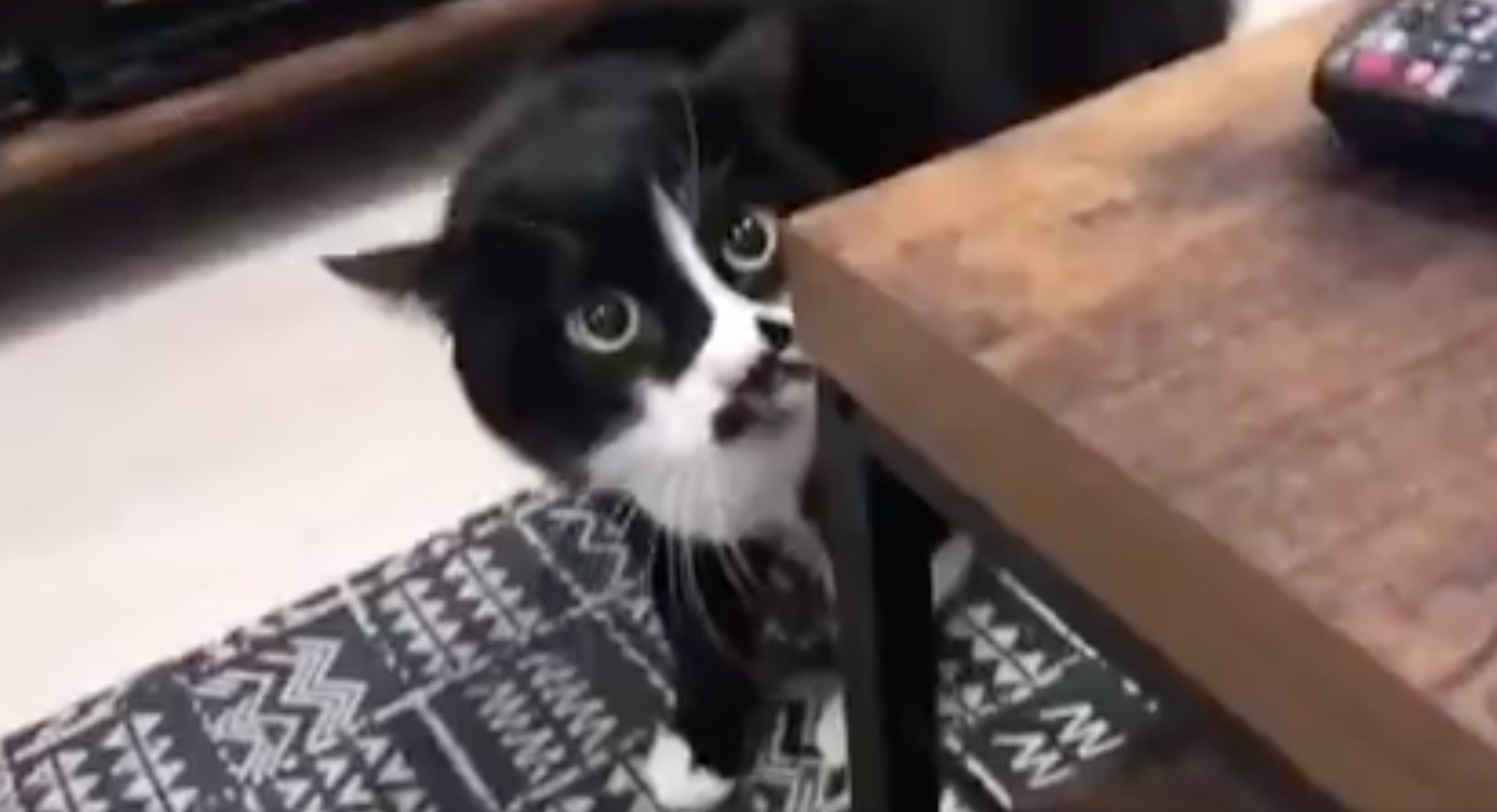 Алиса включи мне котики. Кот грузин. Кошка вызывайте экзорциста. Поющий кот грузин. Грузинские коты видео.