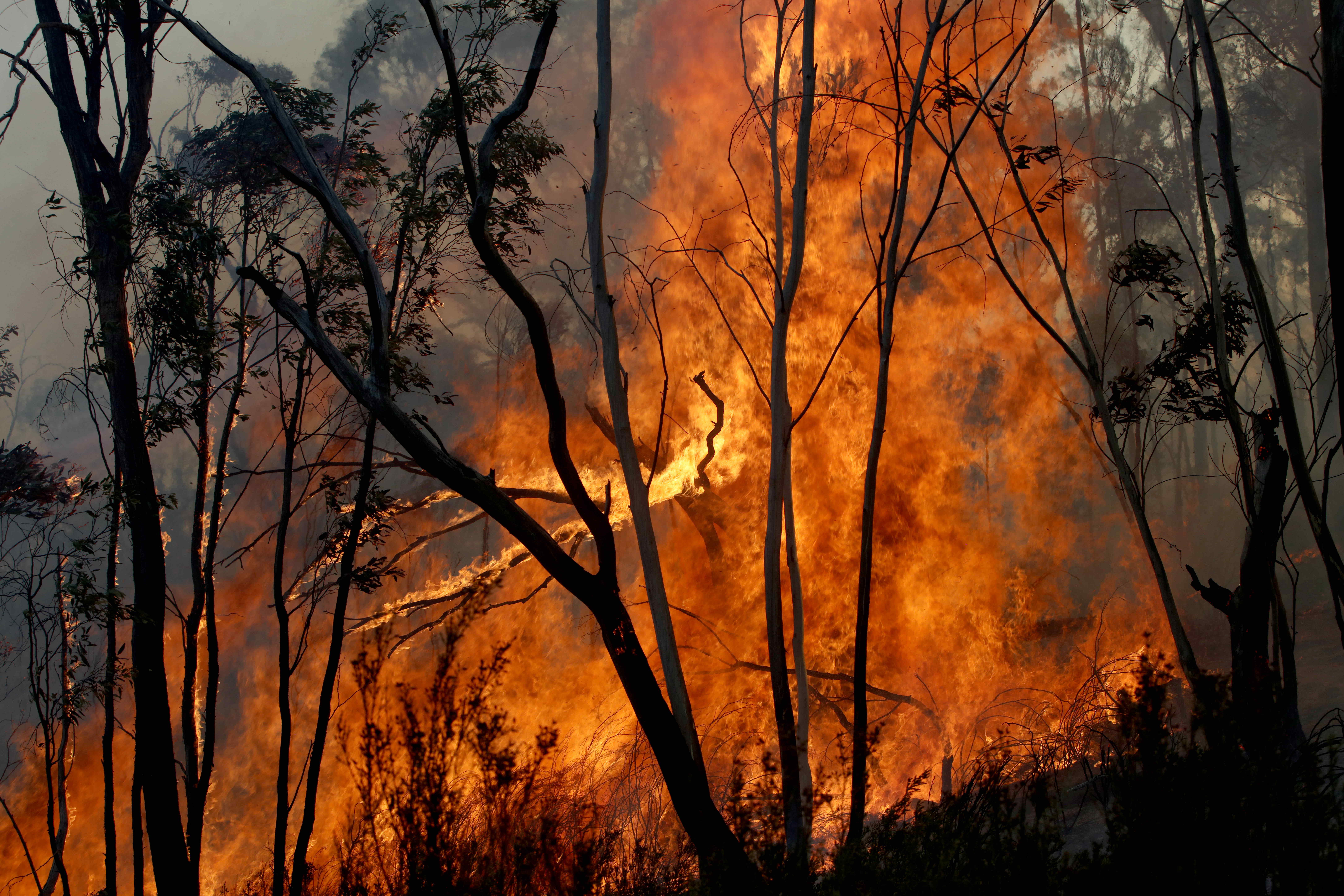 Почему после пожаров. Лесные пожары в Австралии 2019-2020. Пожары в Австралии 2020. Лесные пожары в Австралии 2019-2020 последствия. Лесной пожар в Мэрисвилле, Австралия (2009).