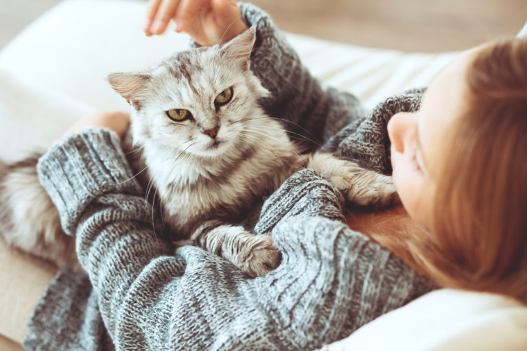 Теплые коты