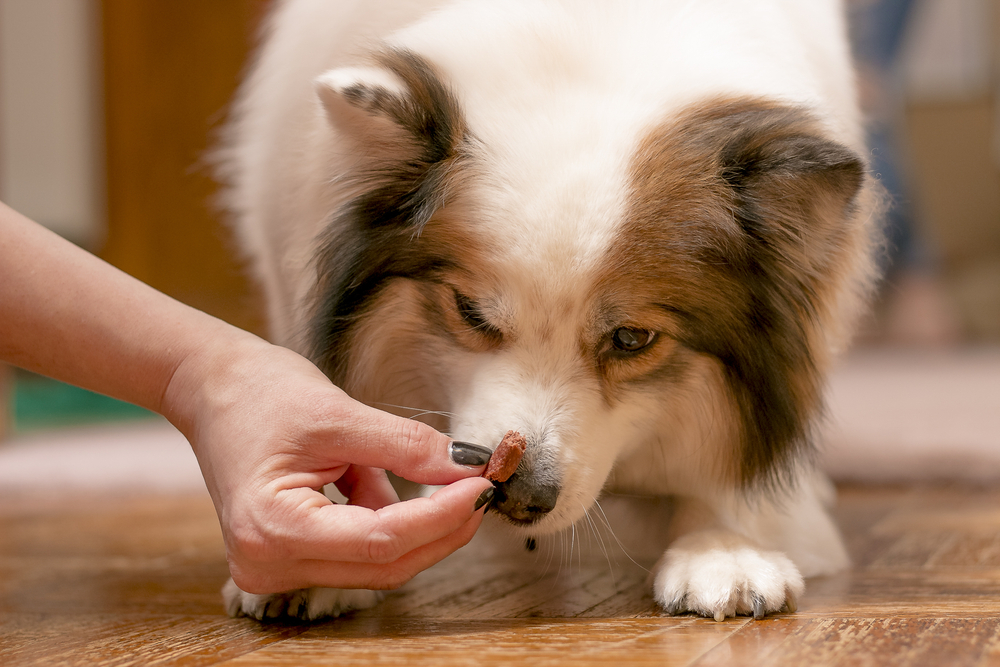 Dog gives. Подкрепление собаки. Положительное подкрепление собаки. Позитивное подкрепление животные. Пищевое подкрепление собаки.