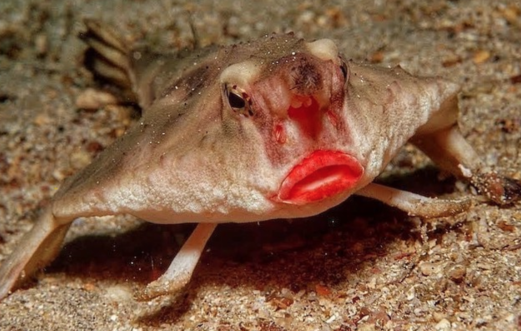 Рыба с красными губами фото