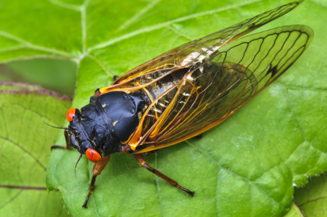 Картинки цикады: как выглядят эти насекомые на фото