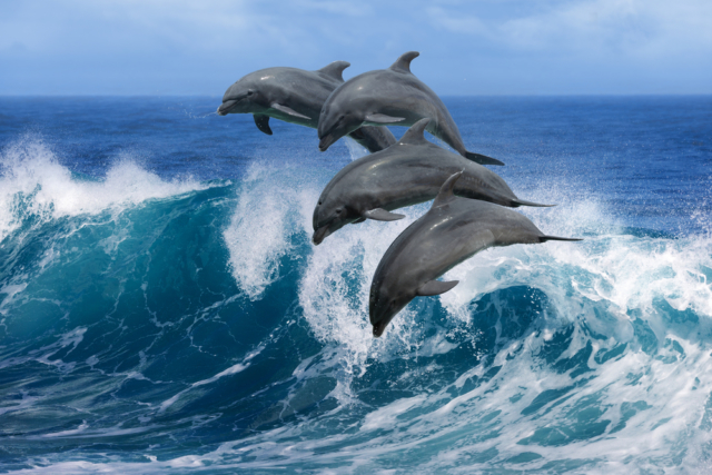 Раскраска дельфины в море - 57 фото