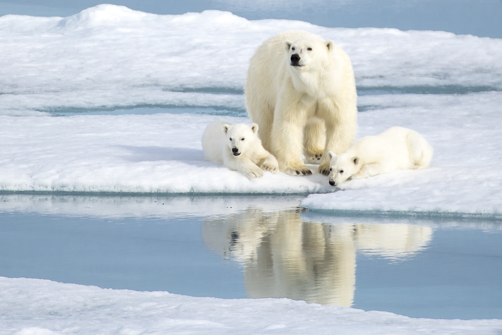 Арктика жизнь белого медведя. Северный Ледовитый океан белый медведь. Белый медведь Северный полюс. Шпицберген белые медведи. Белые медведи в Арктике.