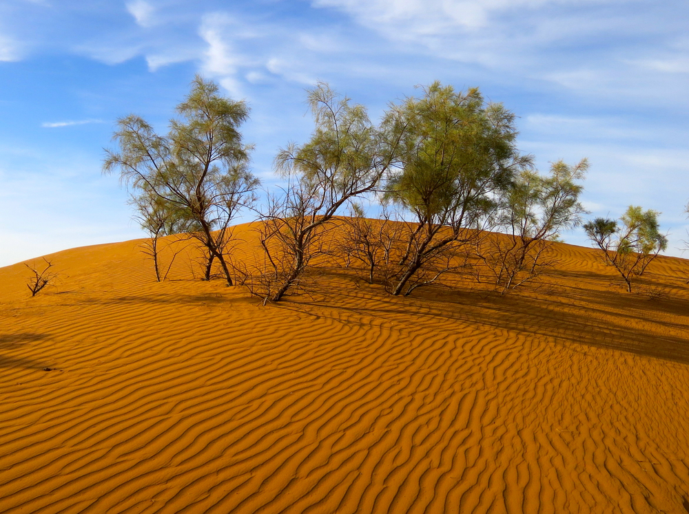 Sahara Desert растения