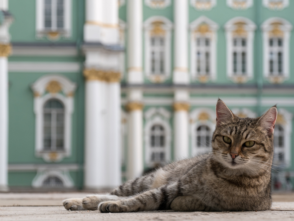 Проект эрмитажные коты