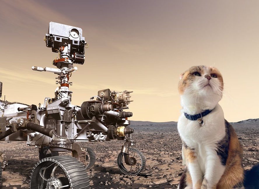 коты на марсе