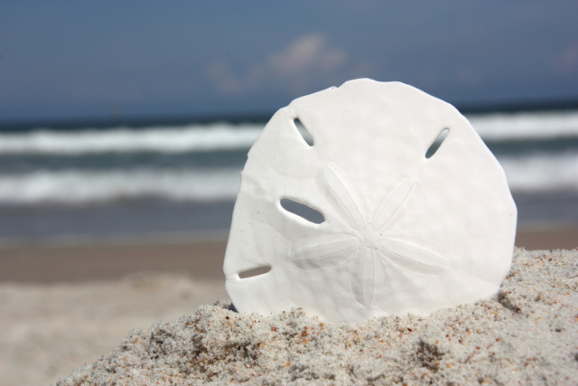 Sand dollar что это. shutterstock 132239363. Sand dollar что это фото. Sand dollar что это-shutterstock 132239363. картинка Sand dollar что это. картинка shutterstock 132239363