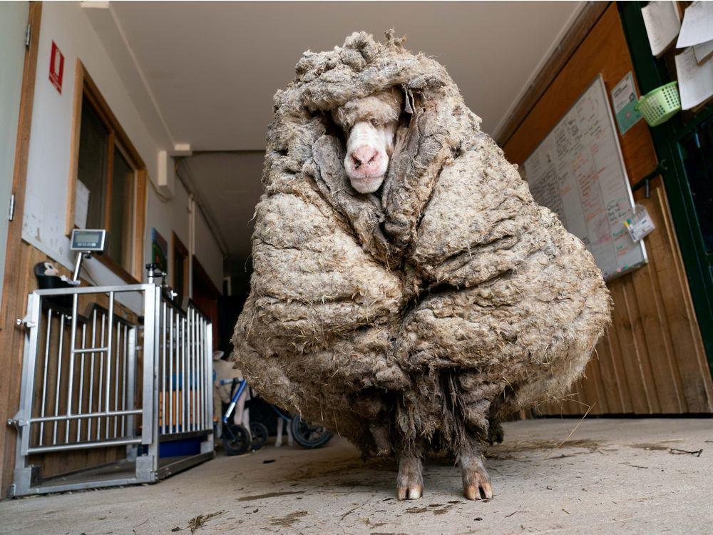 Из 8 кг шерсти. Овцы мериносы Австралии.
