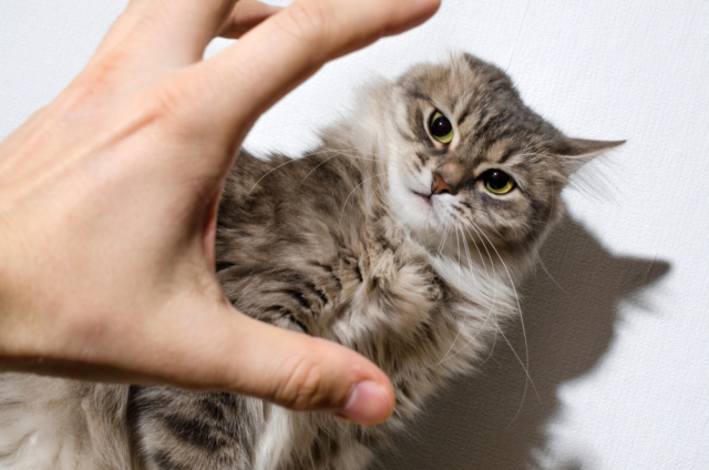 GISMETEO: 5 признаков того, что кошка вас не любит - Животные | Новости  погоды.