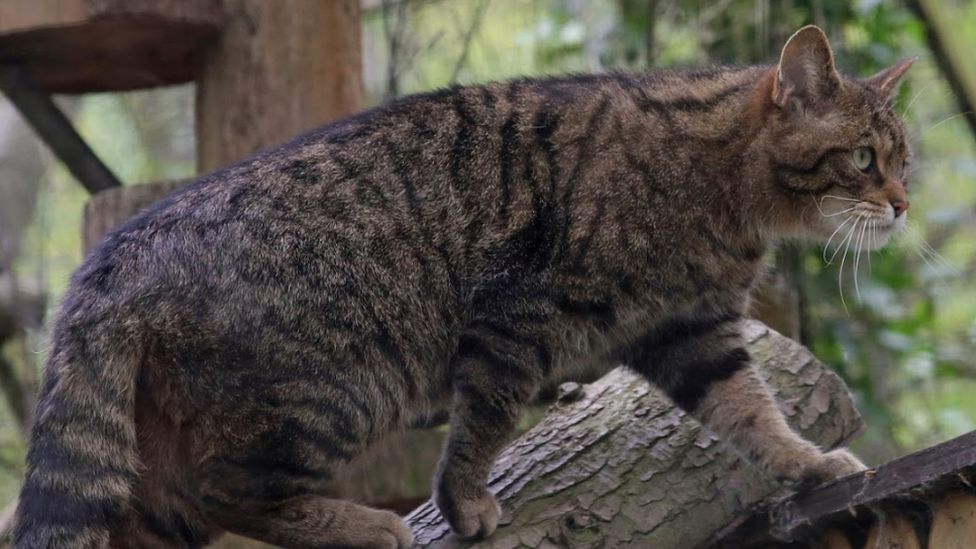 Animal uk. Лесной кот. Лесной кот Англия.