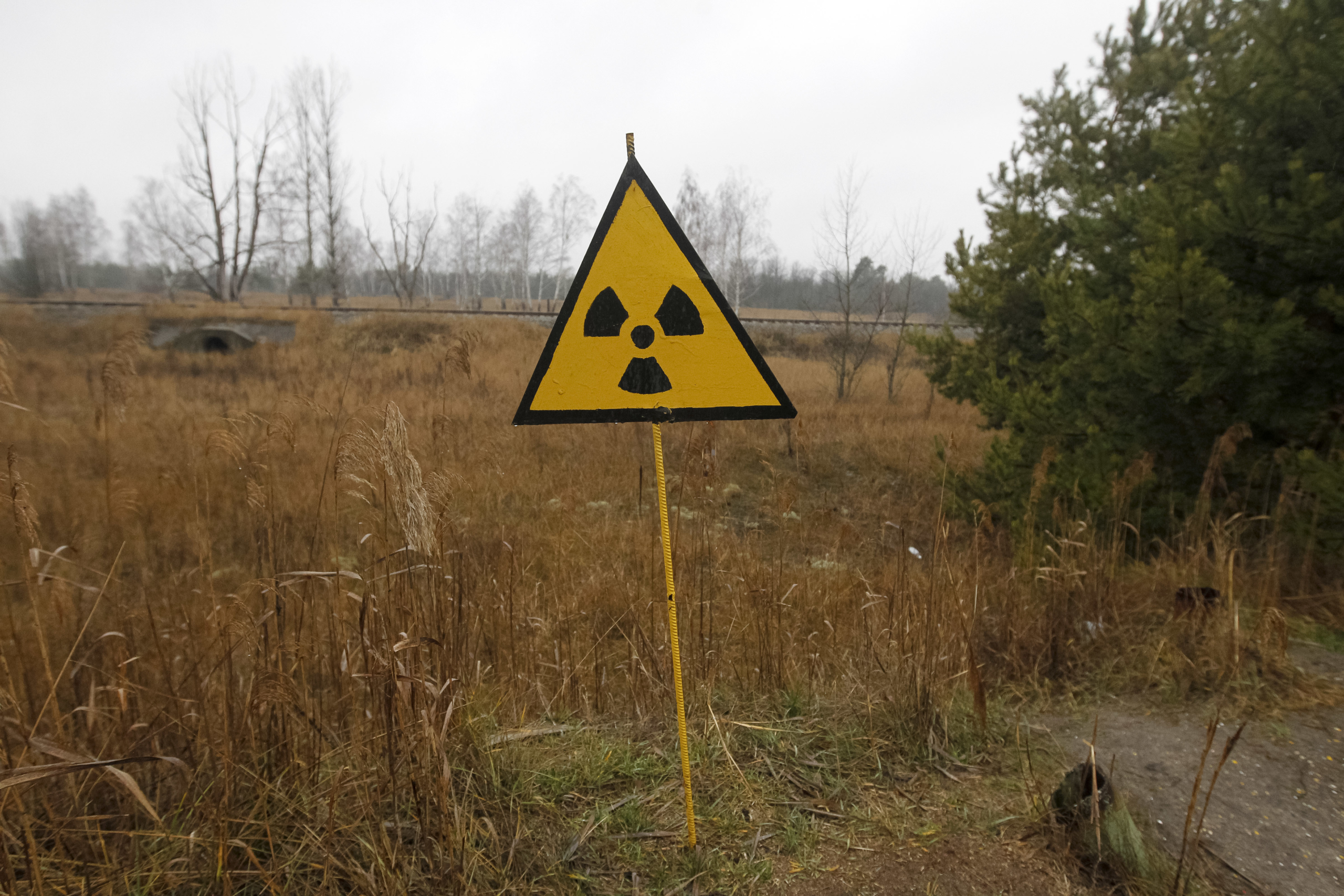 Загрязнено радиация. Радиоактивный лес Чернобыль. Чернобыльская АЭС рыжий лес. Рыжий лес Чернобыль 2022. Рыжий лес в Чернобыле сейчас 2022.