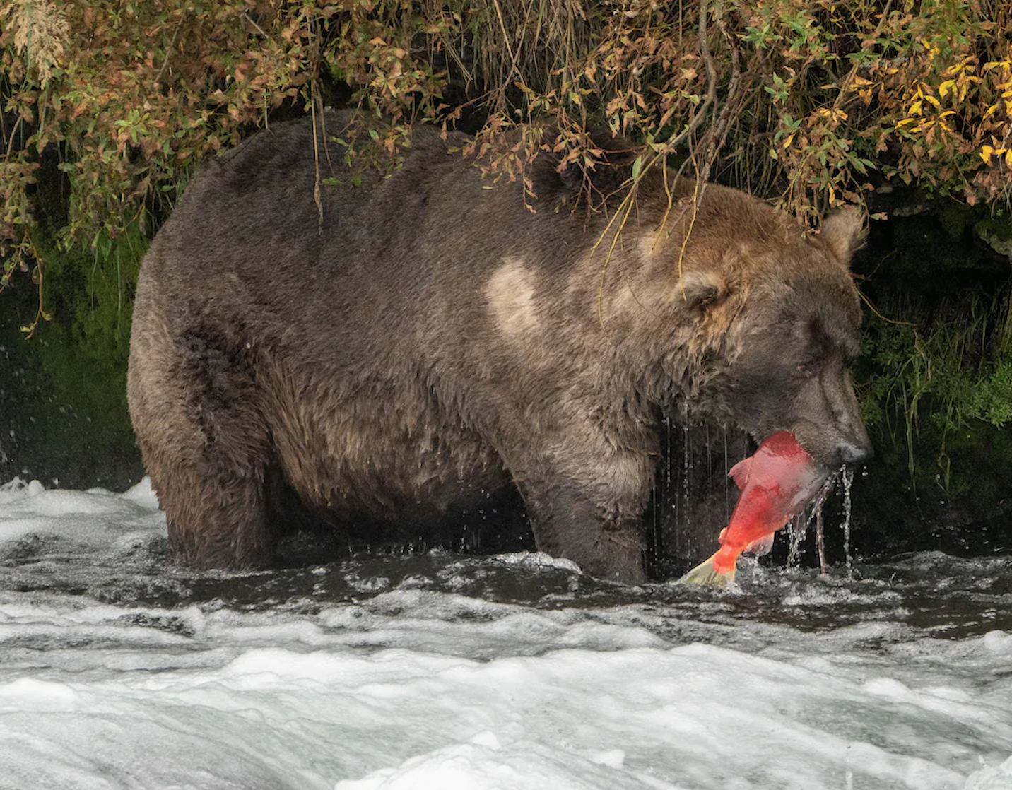 From dire wolves to giant bears: Meet the North American animals of the ice age 