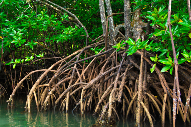 В тропиках Юкатана нашли экосистему, которая находилась во «временной ловушке» 
