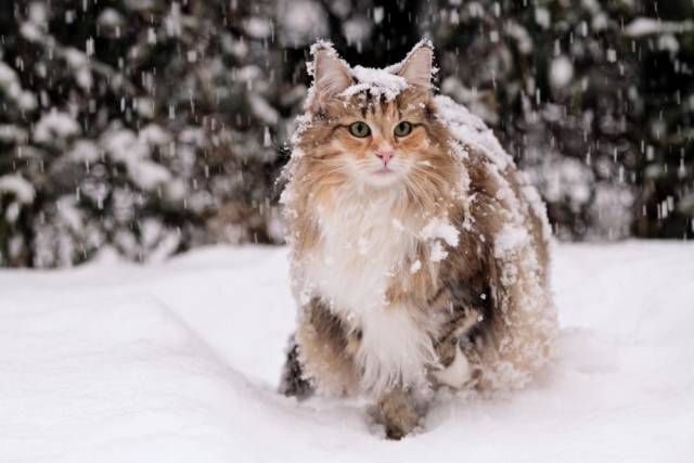 GISMETEO: Определены самые привлекательные и самые некрасивые породы кошек:  рейтинг с фото - Животные | Новости погоды.