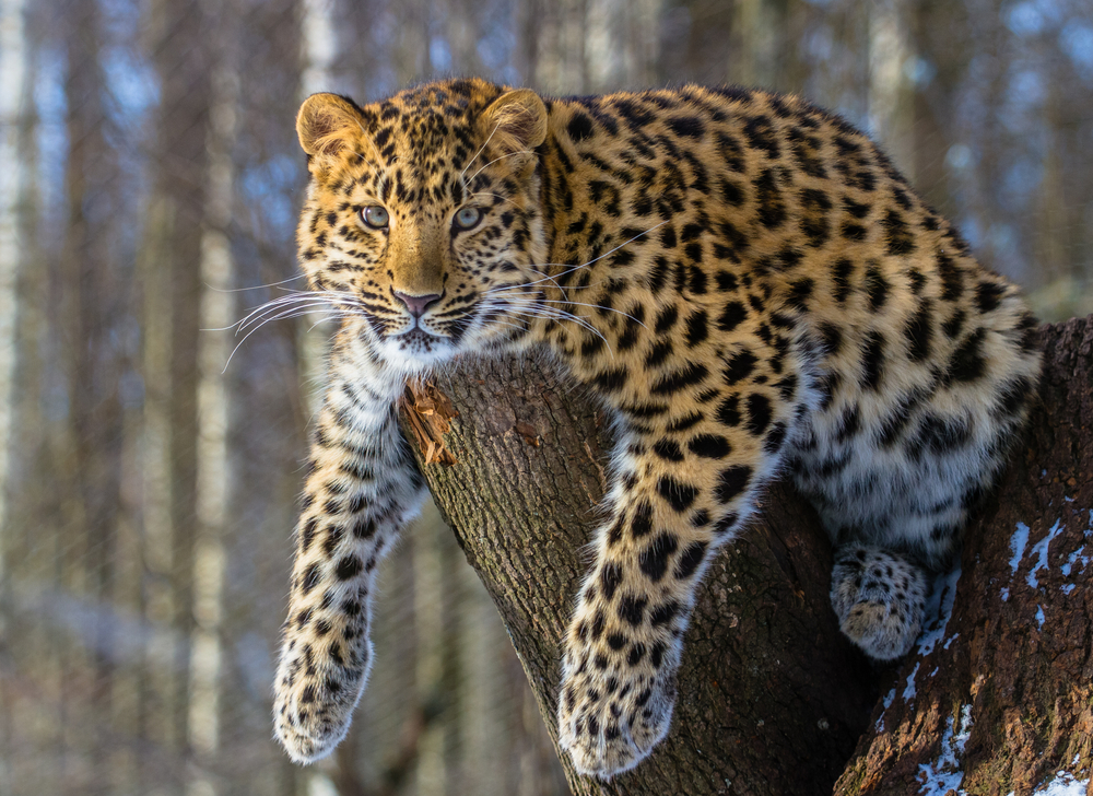 Корейские леопарды фото