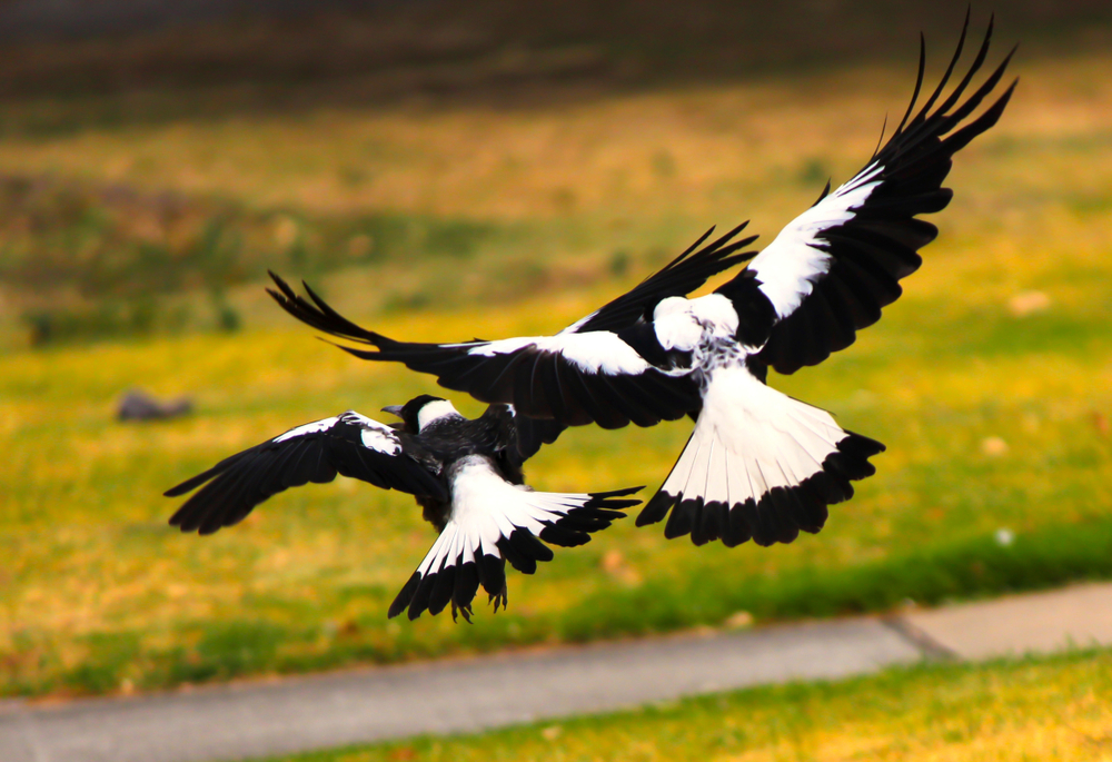 Австралийская сорока. Сорока летит. Magpie группа. Австралийская сорока фото.