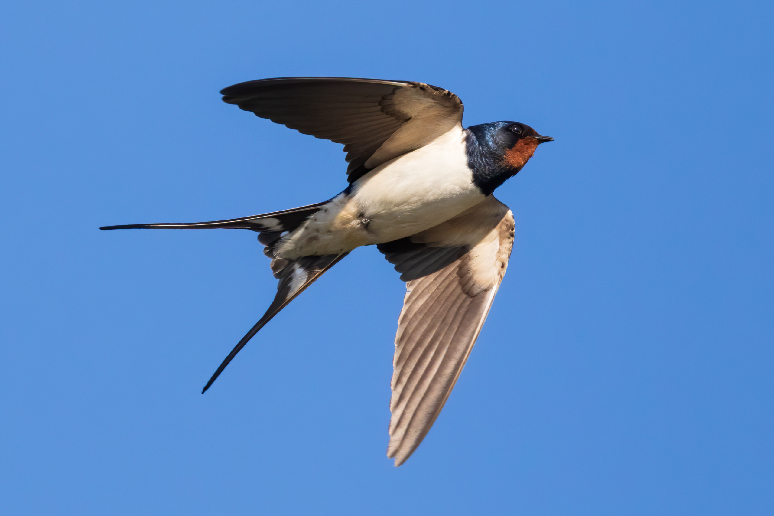 British swallow