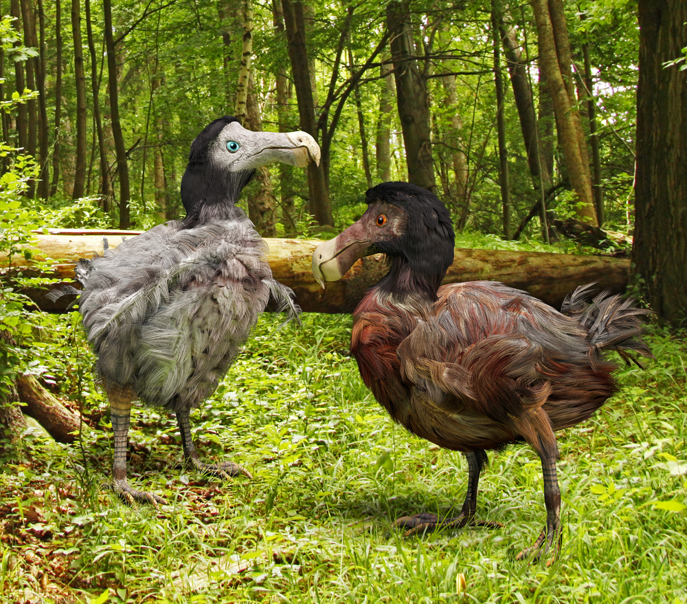 GISMETEO: Возвращение Додо: ученые хотят «воскресить» вымершую птицу -  Животные | Новости погоды.