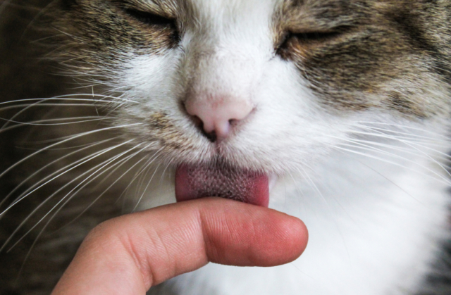 GISMETEO: Почему кот часто лижет руки хозяина: две причины - Животные |  Новости погоды.