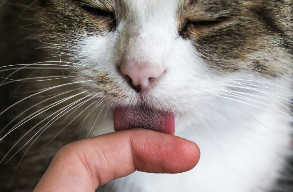 GISMETEO: Почему кот часто лижет руки хозяина: две причины - Животные |  Новости погоды.