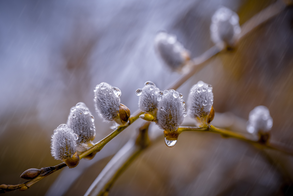 Willow Bark Extract: Effective Against Viruses, Finnish Researchers Find