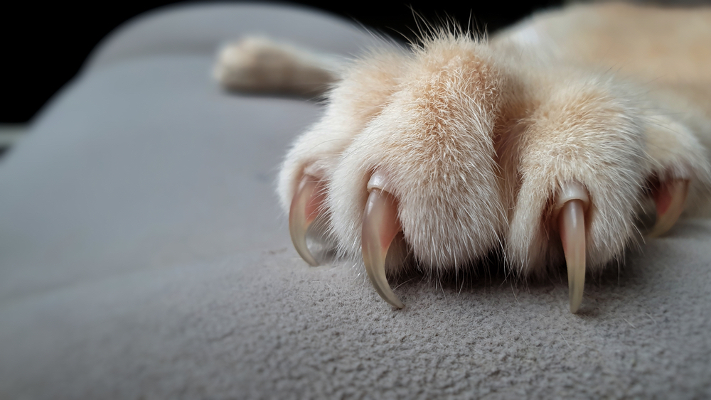 GISMETEO: В Калифорнии запретили удалять кошкам когти - Животные | Новости  погоды.