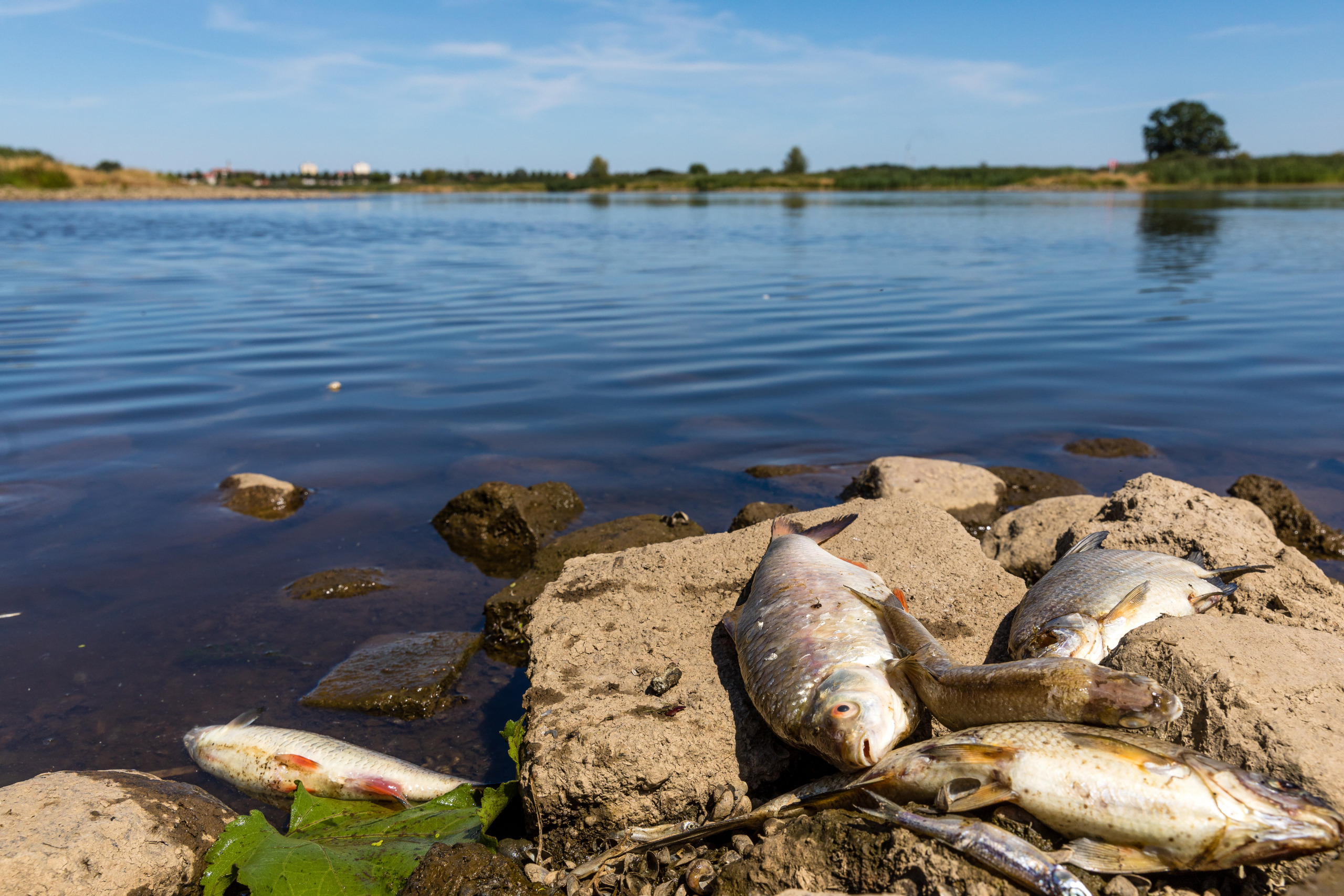 Отравление рыбы в Польше