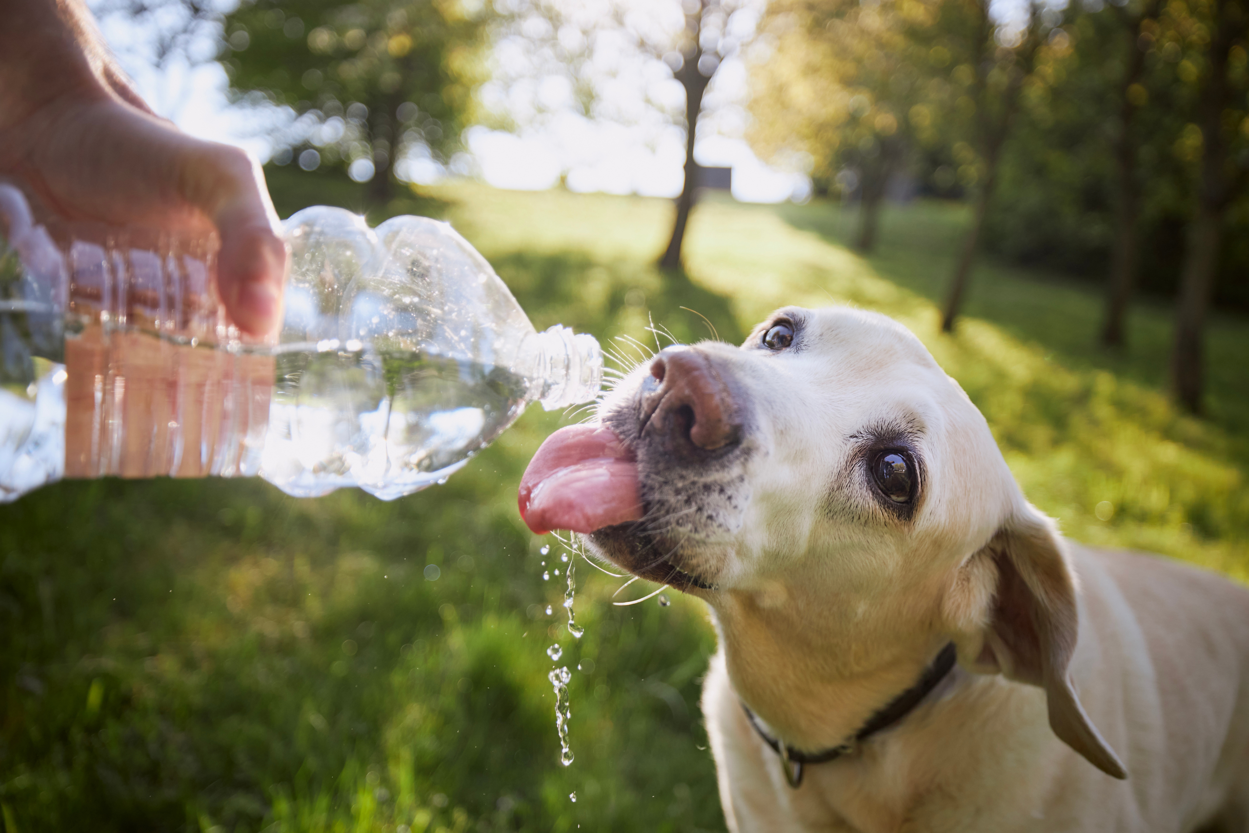 Golpe de calor gatos que hacer