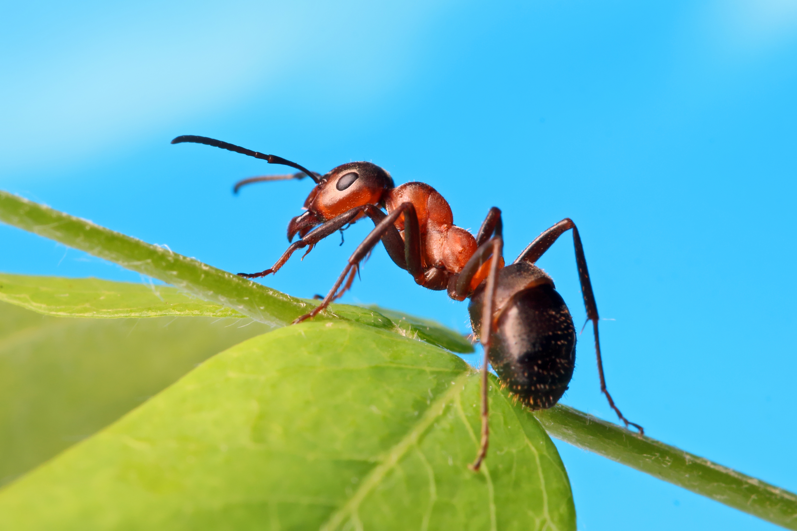 Муравей фото. Насекомые. Муравей. Трудолюбивый муравей. Удивительные насекомые.