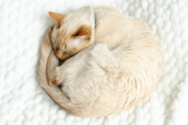 GISMETEO: Что означает поза кота во время сна? - Животные | Новости погоды.