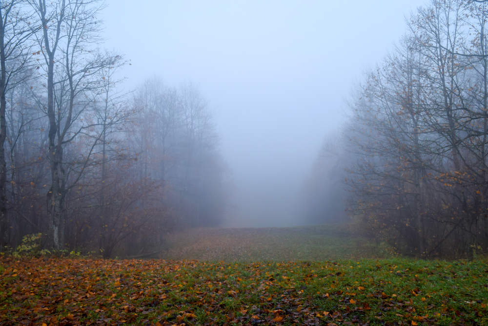 Mist vs Fog. What is the difference between Fog and Mist.