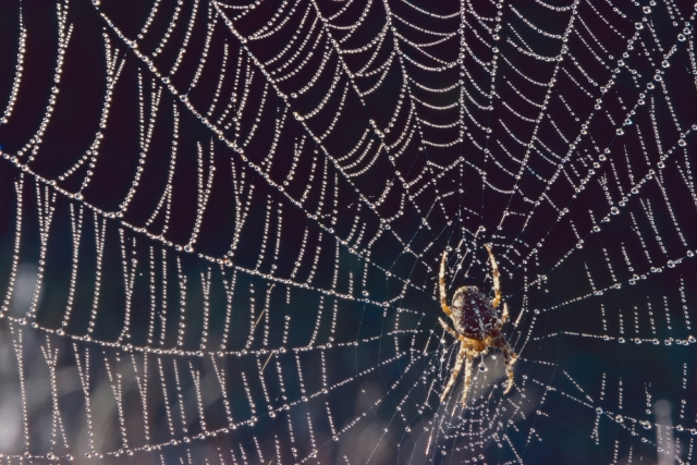 Почему нельзя убивать пауков – легенда или закон природы? | Пикабу