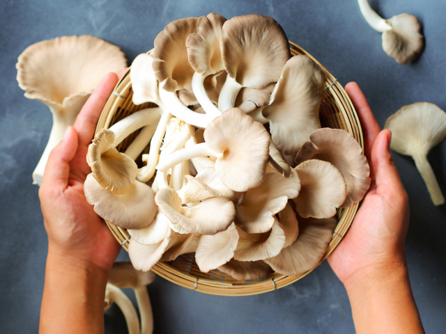 Вред и польза грибов, что нужно знать, чтобы сохранить здоровье в грибной сезон