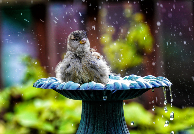 птица под дождем
