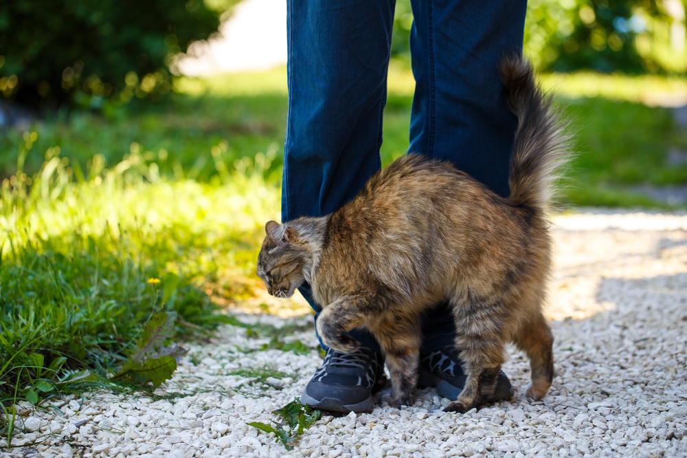 GISMETEO: Зачем коты трутся о ноги людей? Мнение ветеринара - Животные |  Новости погоды.