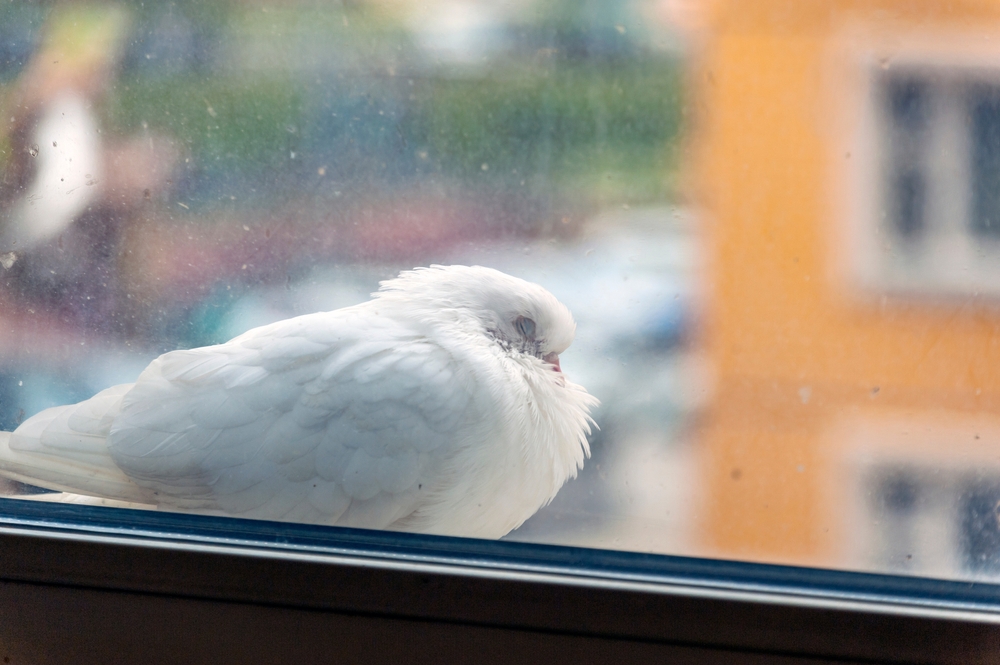 К чему снится голубь в окне. Что снится голубям. Голуби которые летают часами.
