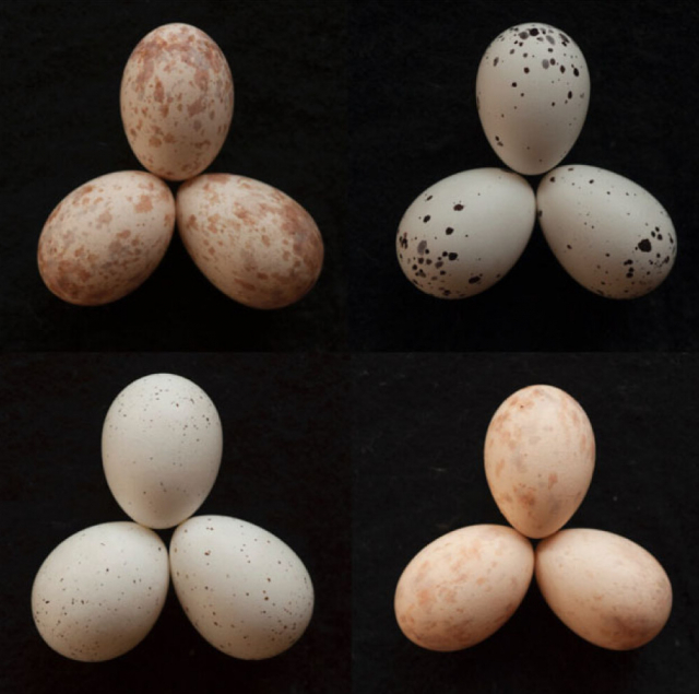 Яйца снизу. Интересные яйца птиц. Птица похожая на яйца. Птица над каменным яйцом. Яйцо от птиц.